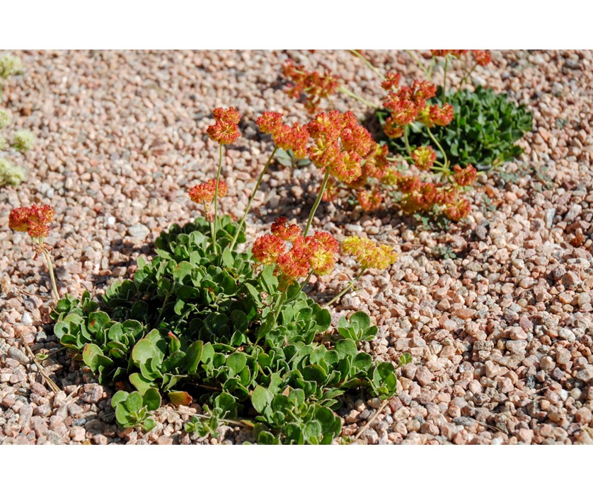 Kannah Creek Buckwheat